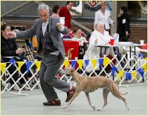 Alfred with Harold at the 2014 Whippet Association of Victoria Specialty
