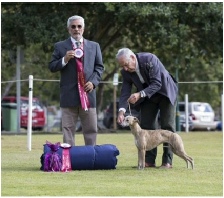 Anastasia Runner Up in Show at the  Qld Sighthound Association Show at just seven months