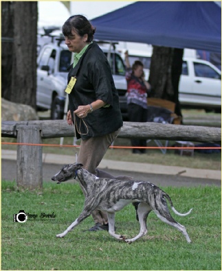 Arabella at Toowoomba Royal 2014 where she was reserve challenge to her sister