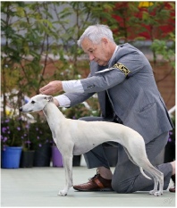 Folly with Harold at the Whippet Assoc of Victoria Specialty in Sept 2014