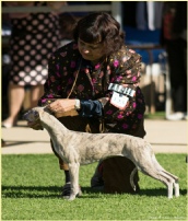 Marta shortlisted in the baby puppy bitch class at the third Whippet National in 2013