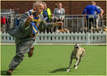 Valder & Harold winning Dog Challenge Melbourne Royal 2013