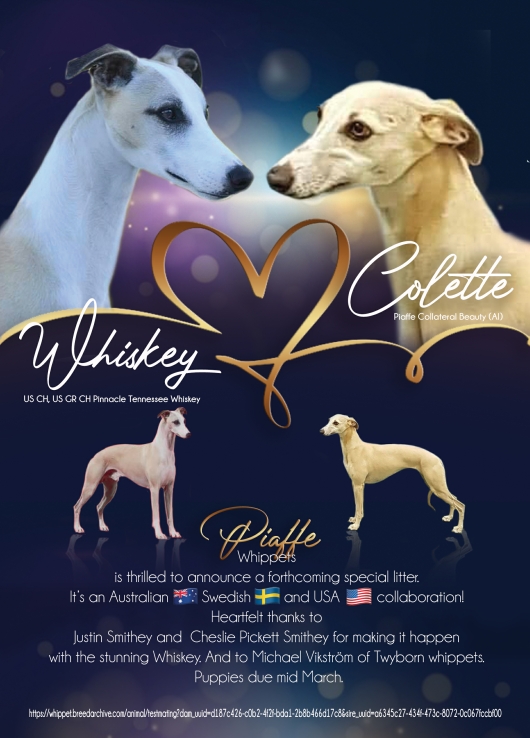 Piaffe whippets planned litter march 2021
